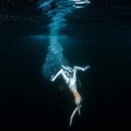 Northern Gannet (Morus bassanus) diving to catch prey, Isle of Noss, Shetland Islands, Scotland, UK